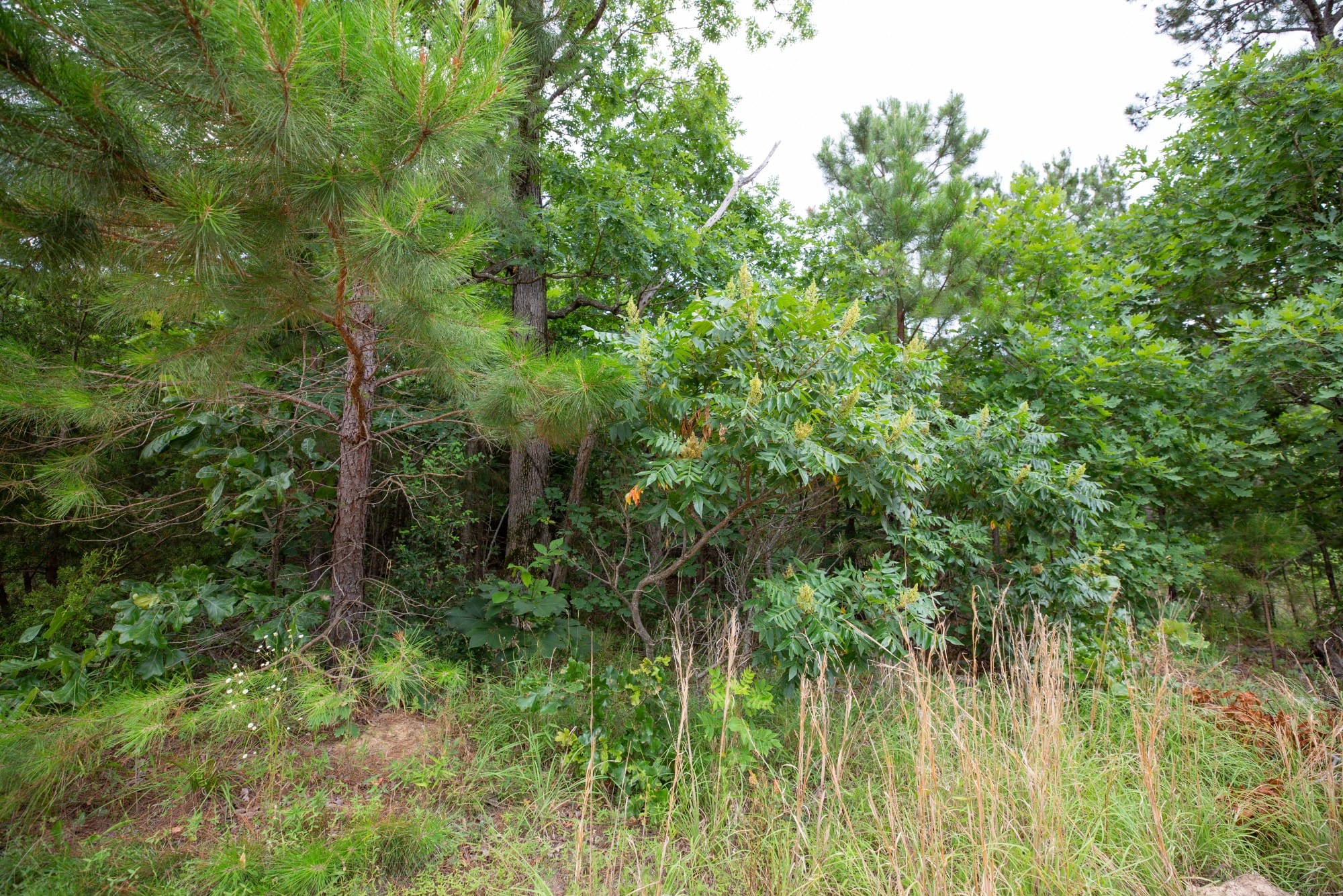 Eagle’s Nest Tract 45 photo 6