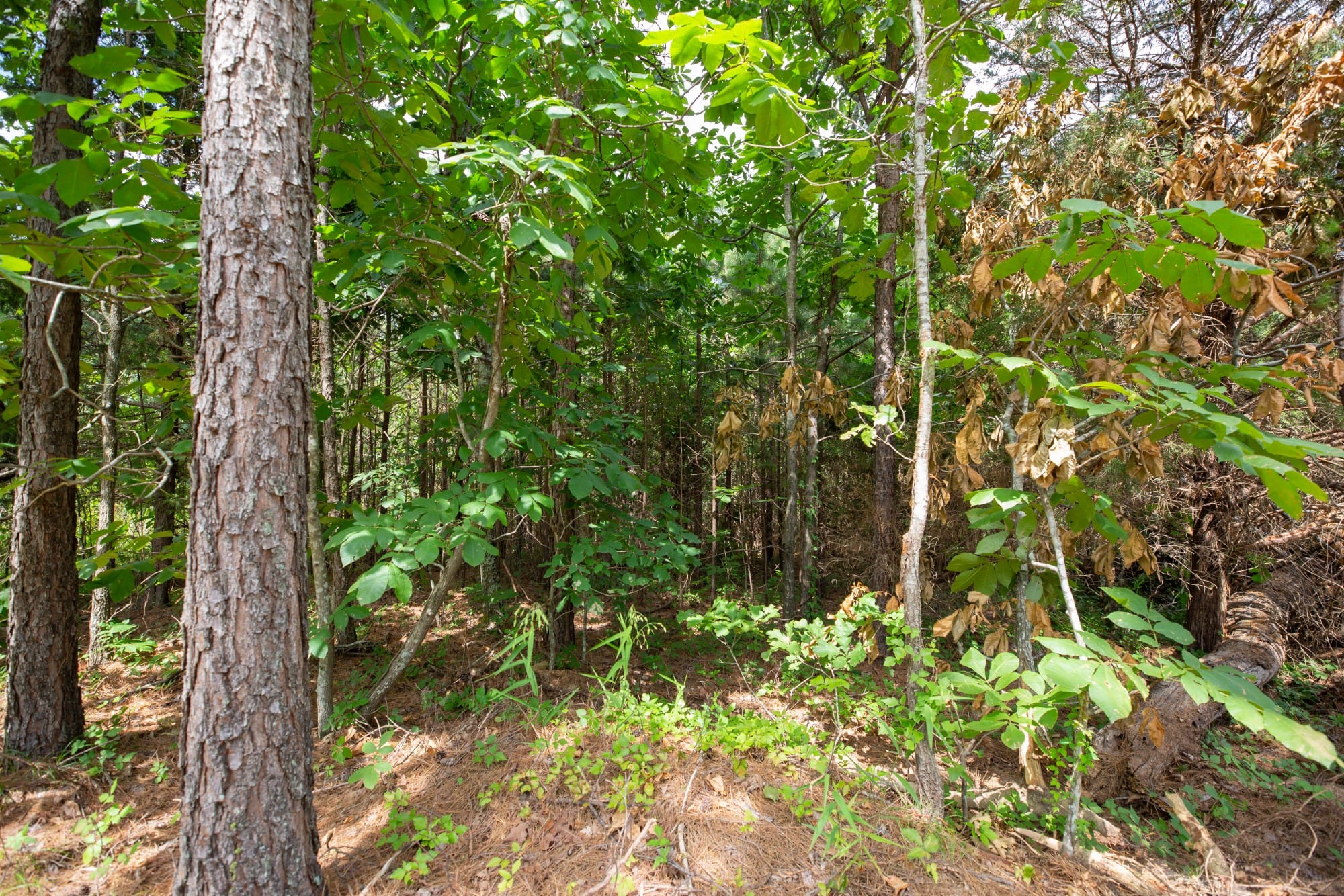 Eagle’s Nest Tract 45 photo 10