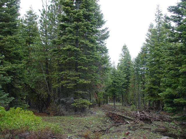 California Pines Tract 61 photo 9