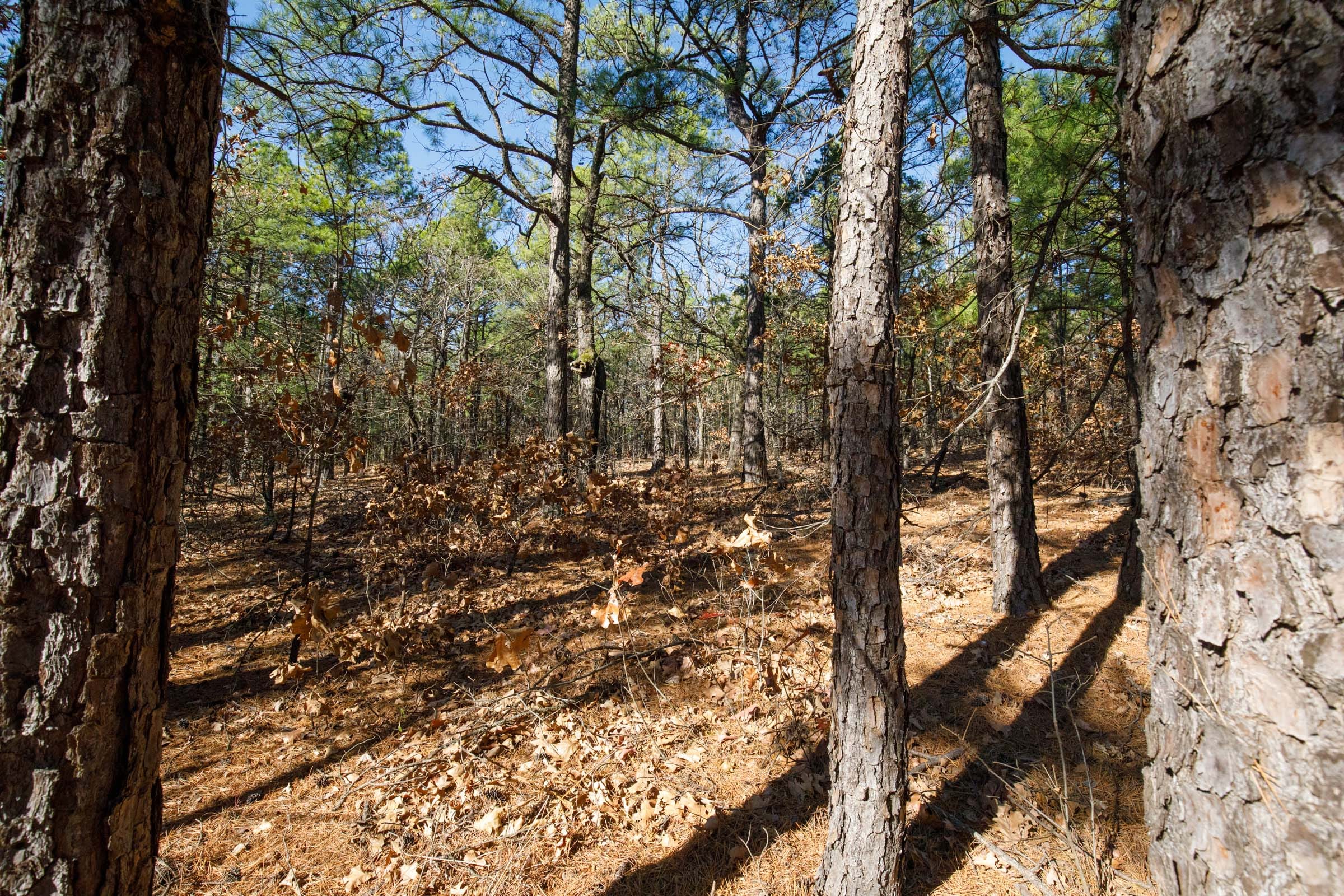Stone Bridge Phase II Tract 102 photo 8