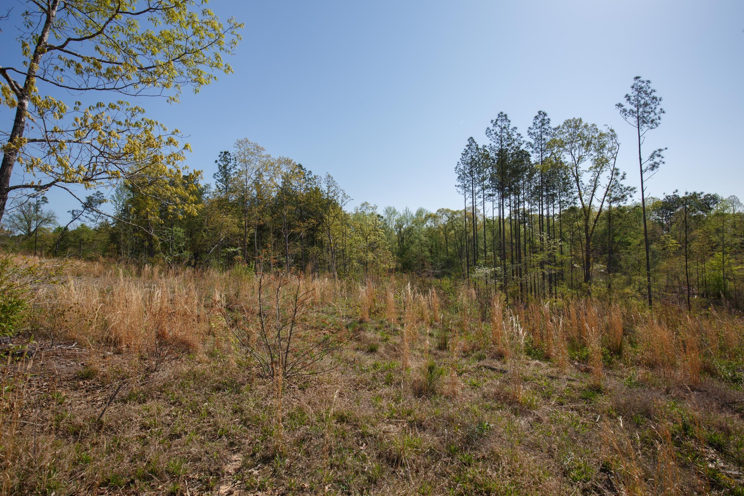 Twin Rivers Tract 4 photo 6