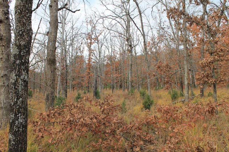 Indian Ridge – Phase I Tract 19 photo 8