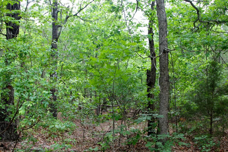 Trophy Ridge Phase II Tract 78 photo 2