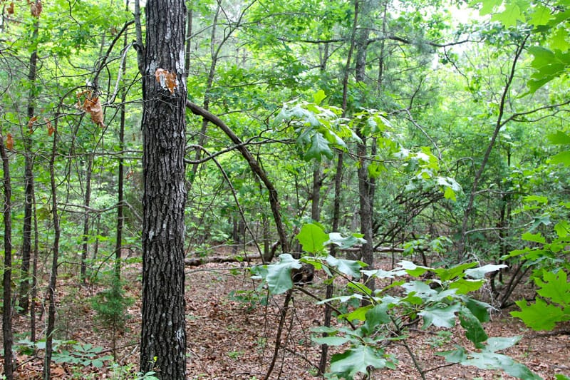 Trophy Ridge Phase II Tract 78 photo 3