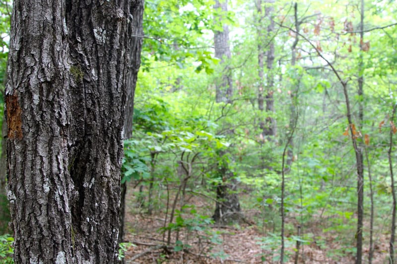 Trophy Ridge Phase II Tract 78 photo 4