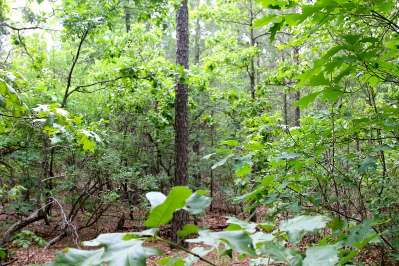 Trophy Ridge Phase II Tract 78 photo 5
