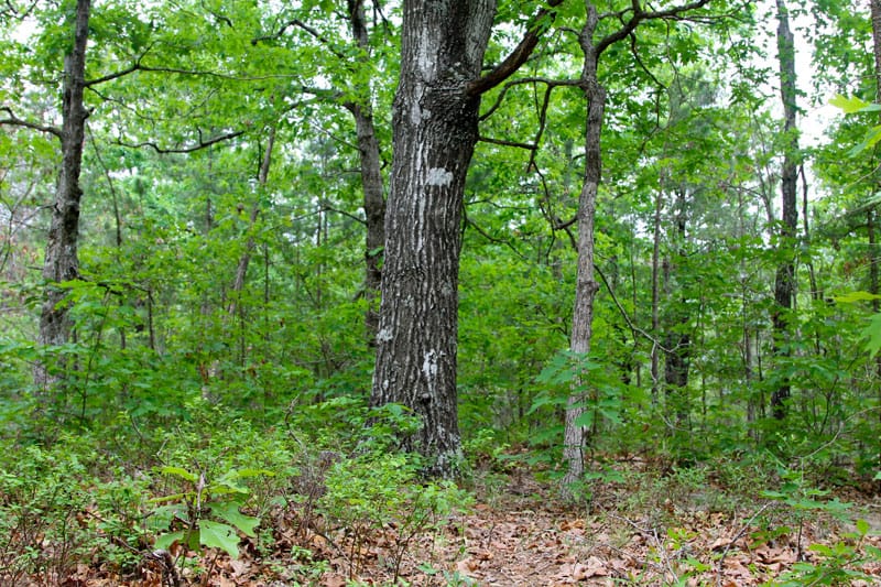 Trophy Ridge Phase II Tract 78 photo 6