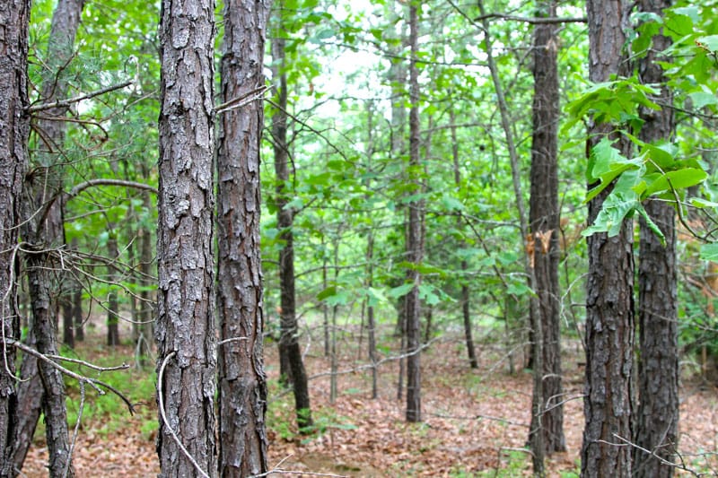 Trophy Ridge Phase II Tract 78 photo 7