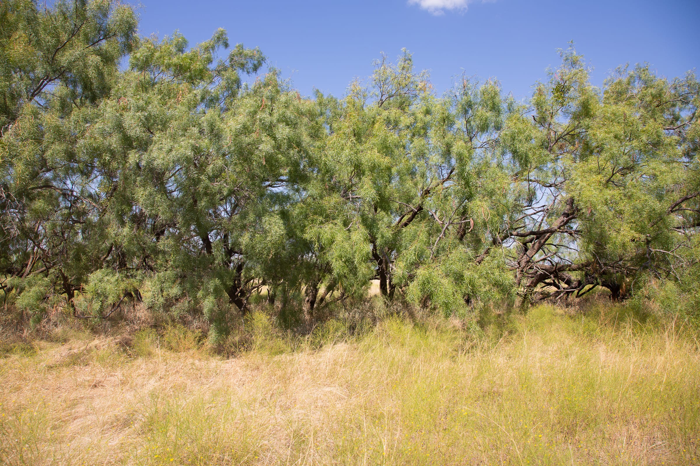 Hunter’s Ranch Tract 8 photo 13