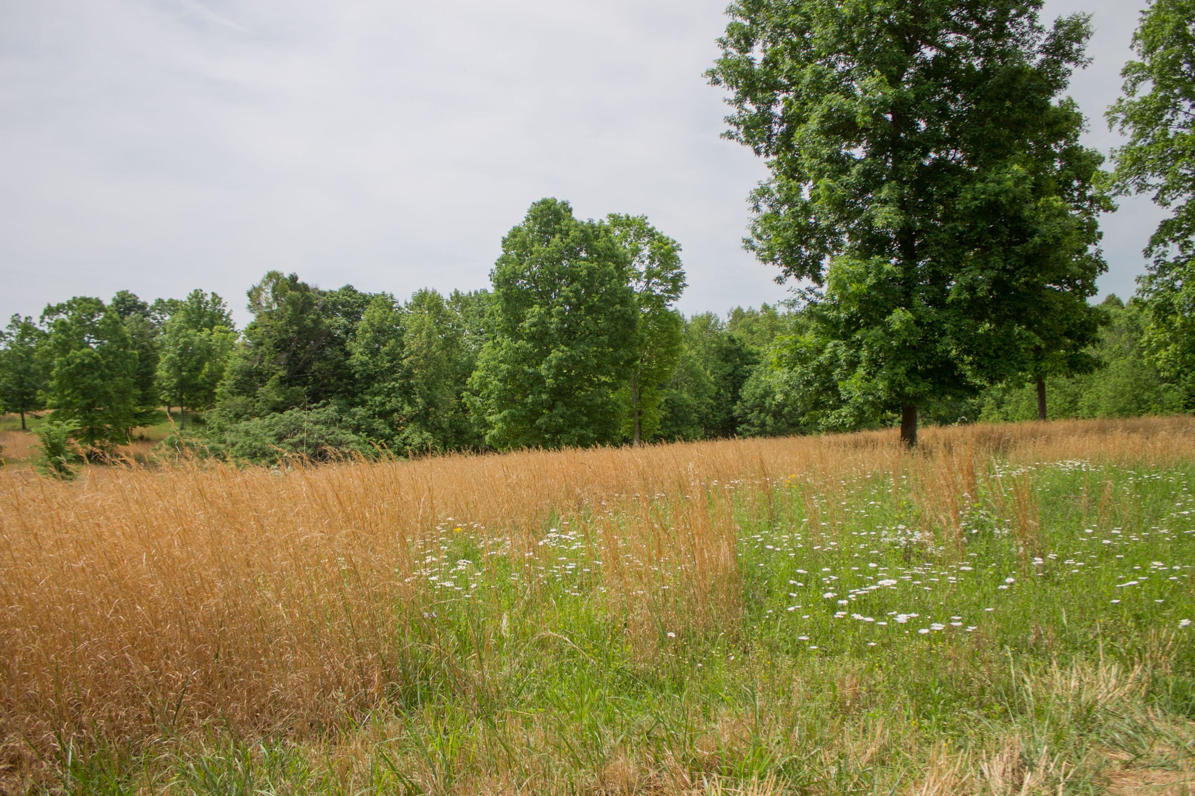 Laurel Ridge Tract 9 photo 4