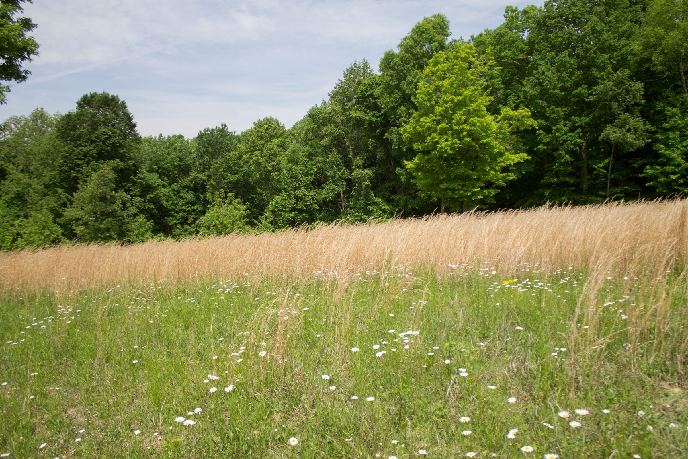 Laurel Ridge Tract 9 photo 6