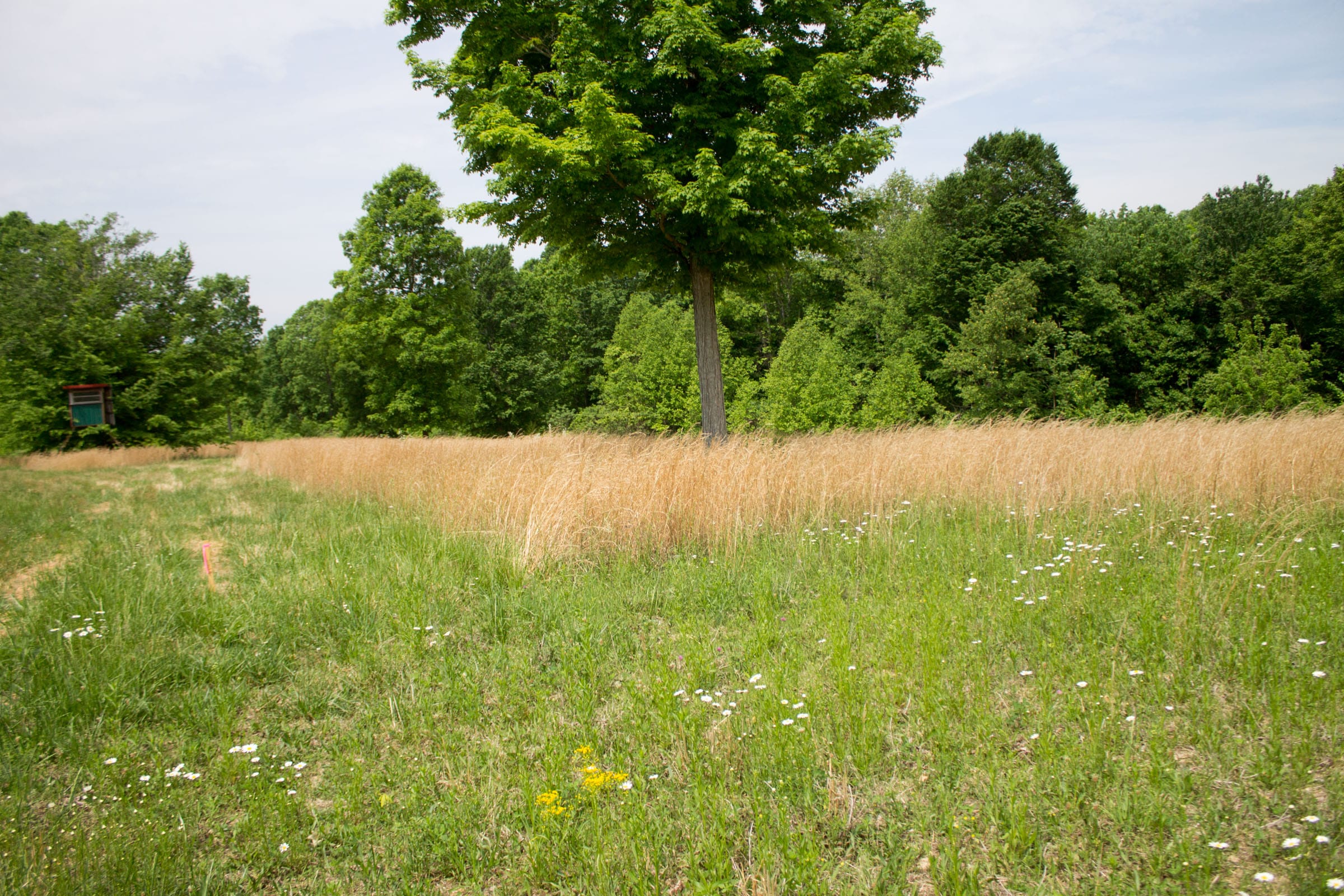 Laurel Ridge Tract 9 photo 8