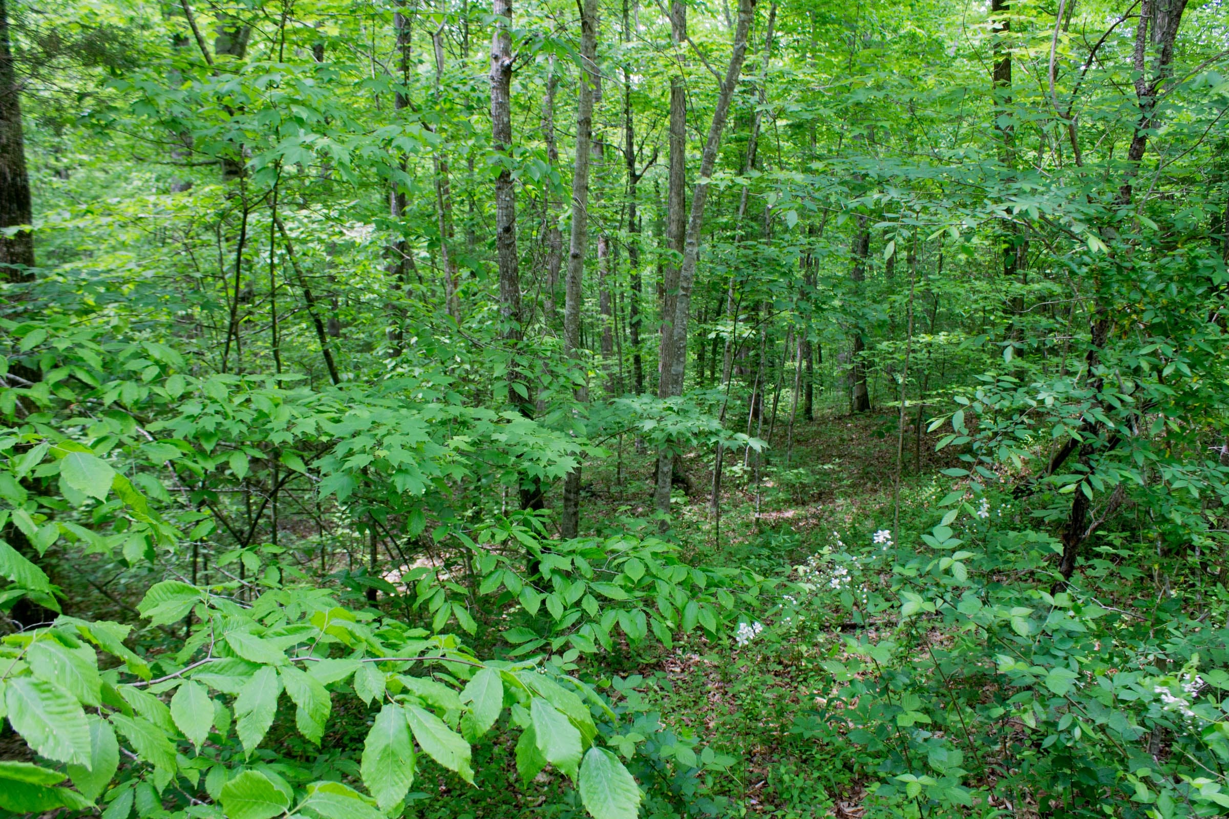 Laurel Ridge Tract 9 photo 10