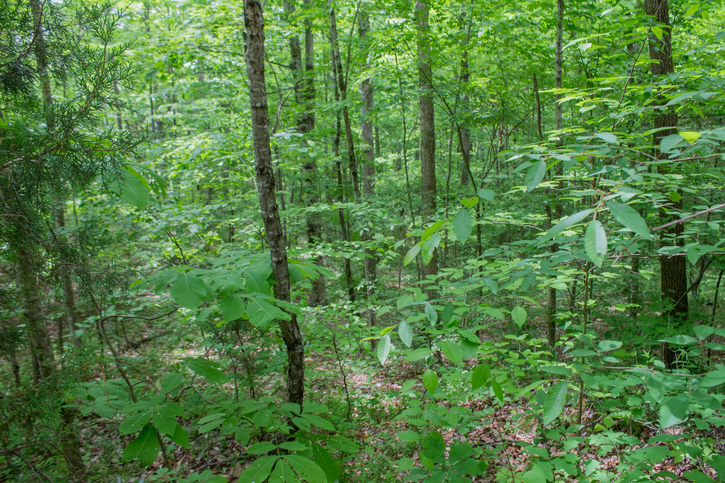 Laurel Ridge Tract 9 photo 11