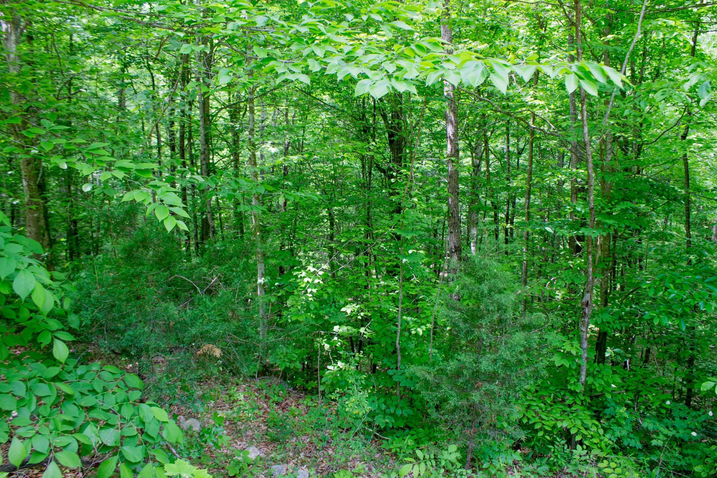 Laurel Ridge Tract 9 photo 12