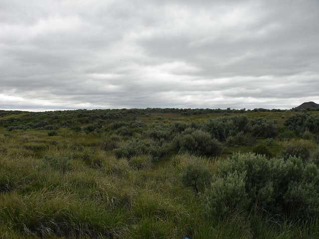 California Pines Tract 1 photo 3
