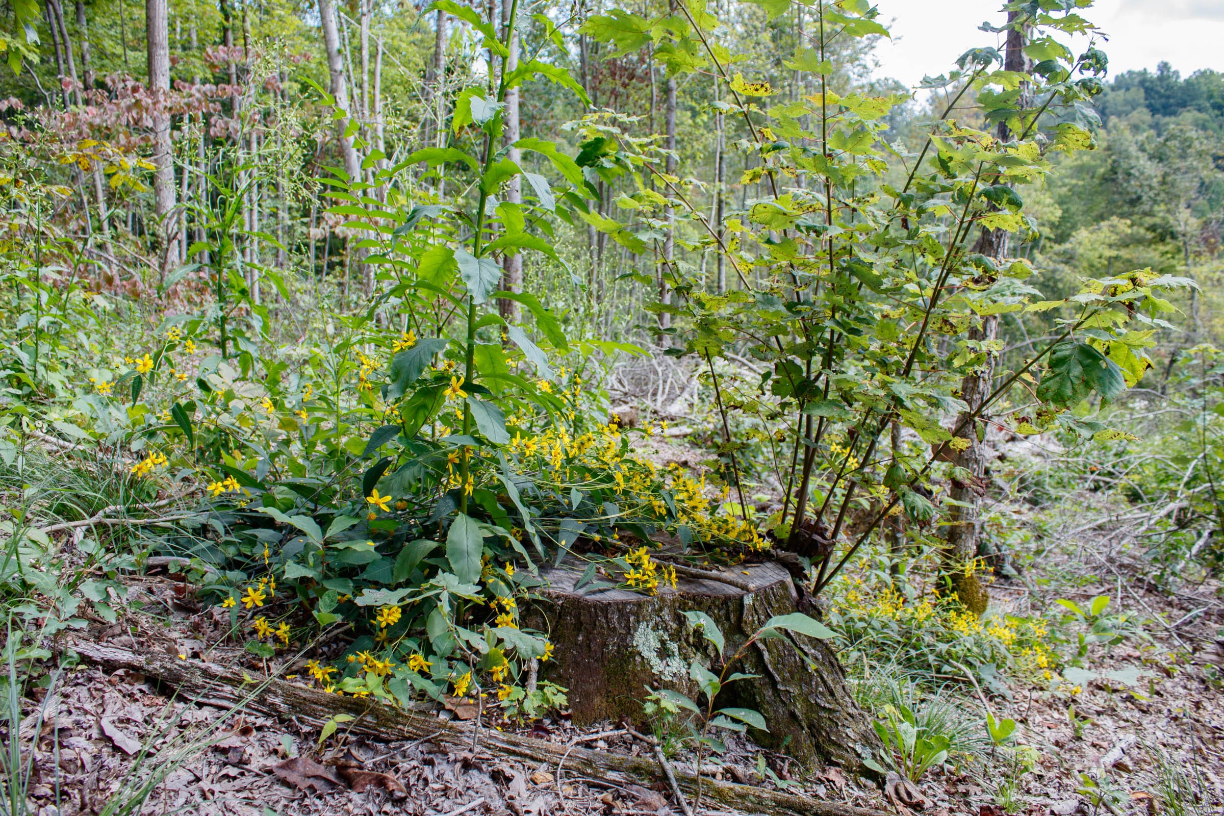 Wounded Oak Tract 16 photo 2