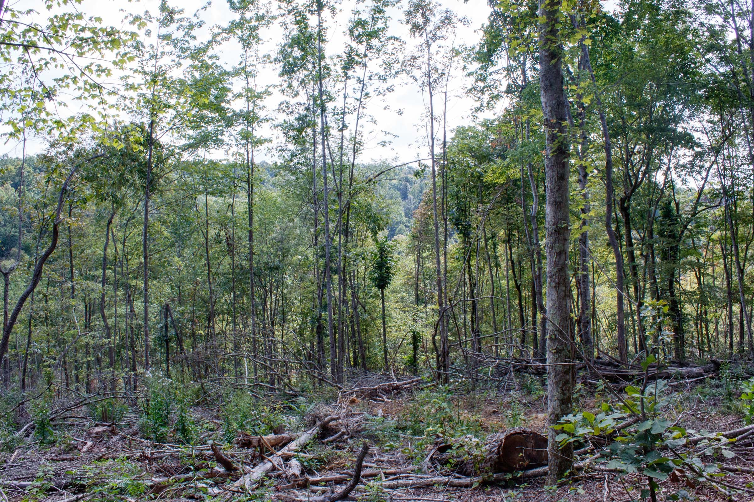 Wounded Oak Tract 16 photo 3