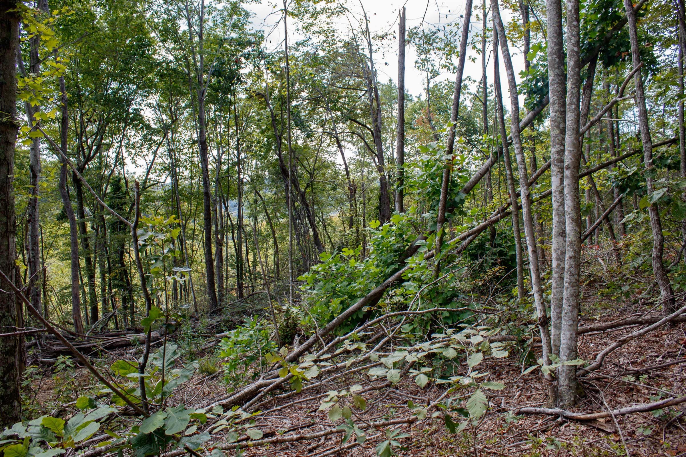 Wounded Oak Tract 16 photo 4