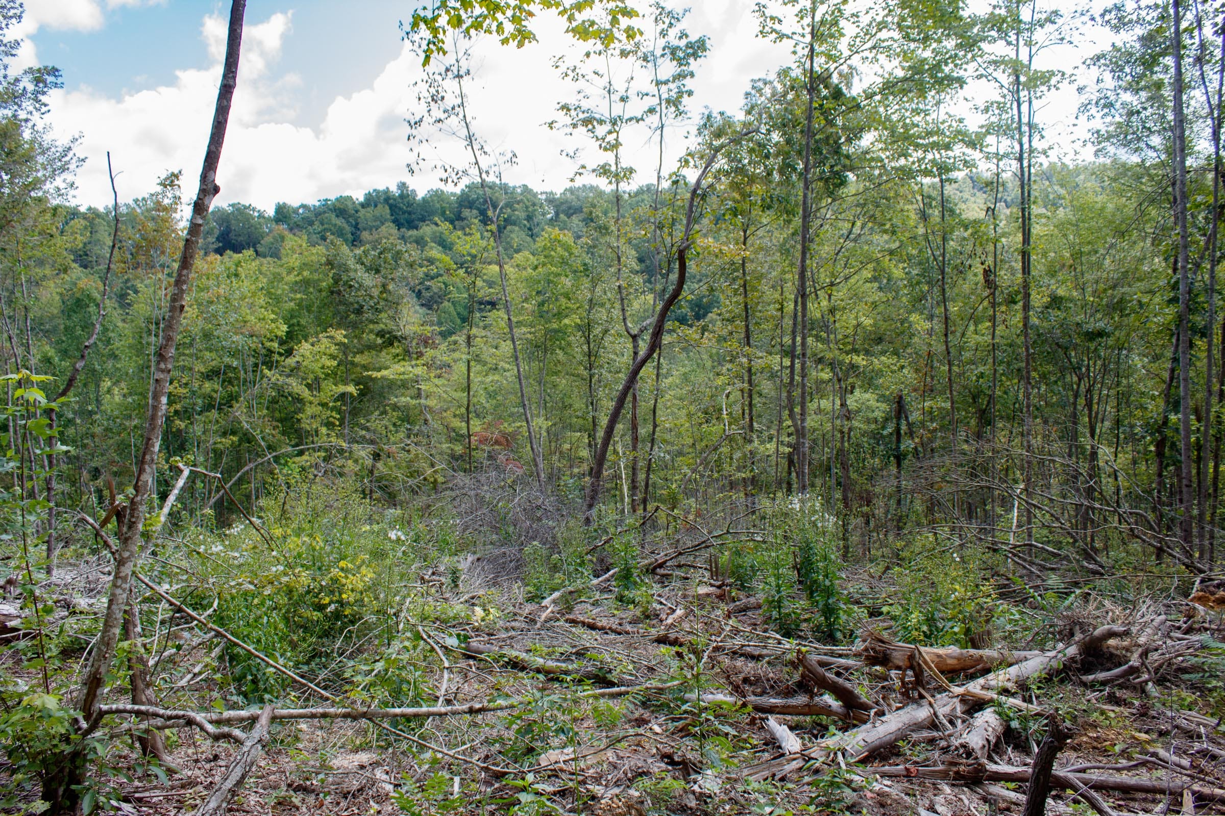 Wounded Oak Tract 16 photo 5