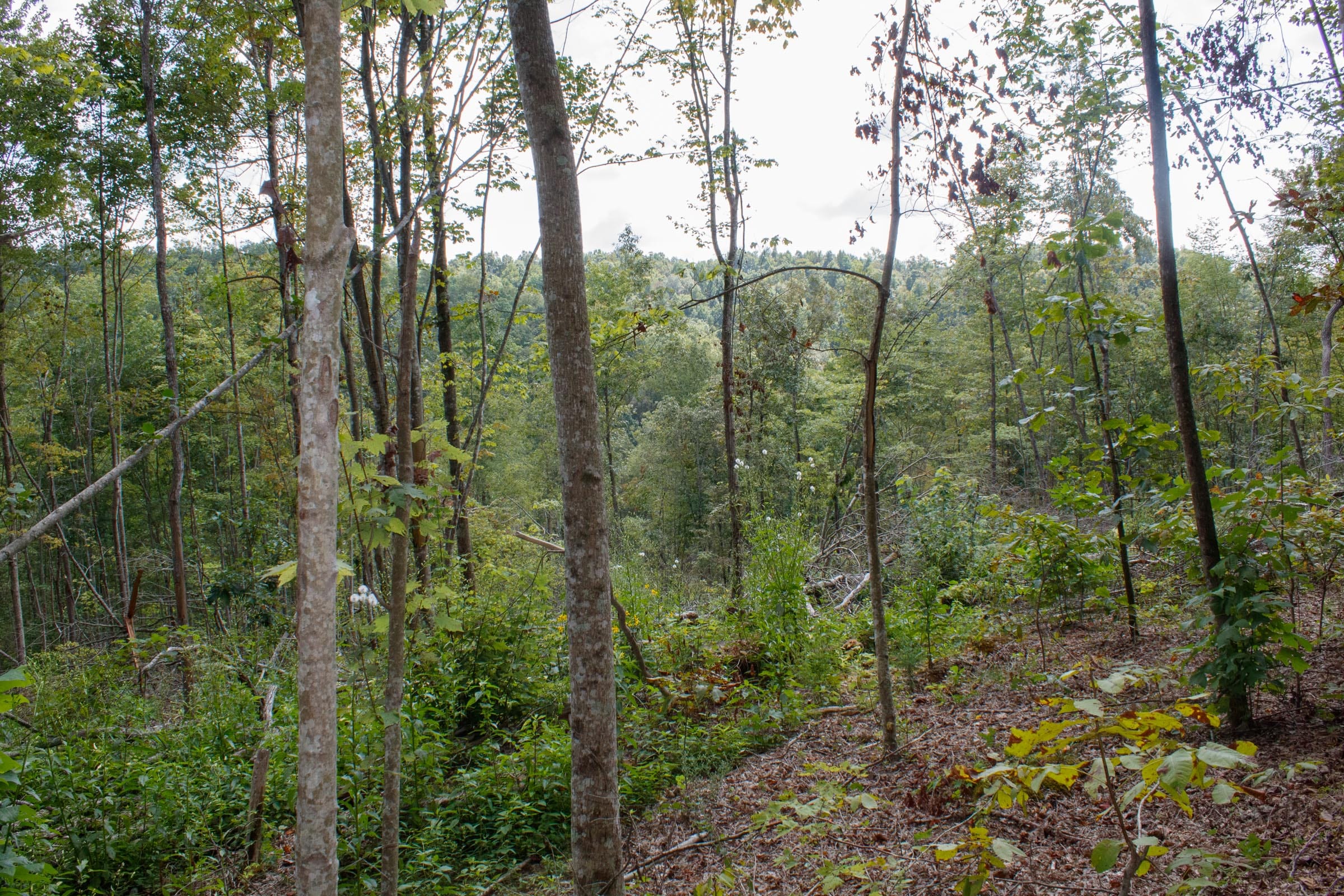 Wounded Oak Tract 16 photo 7