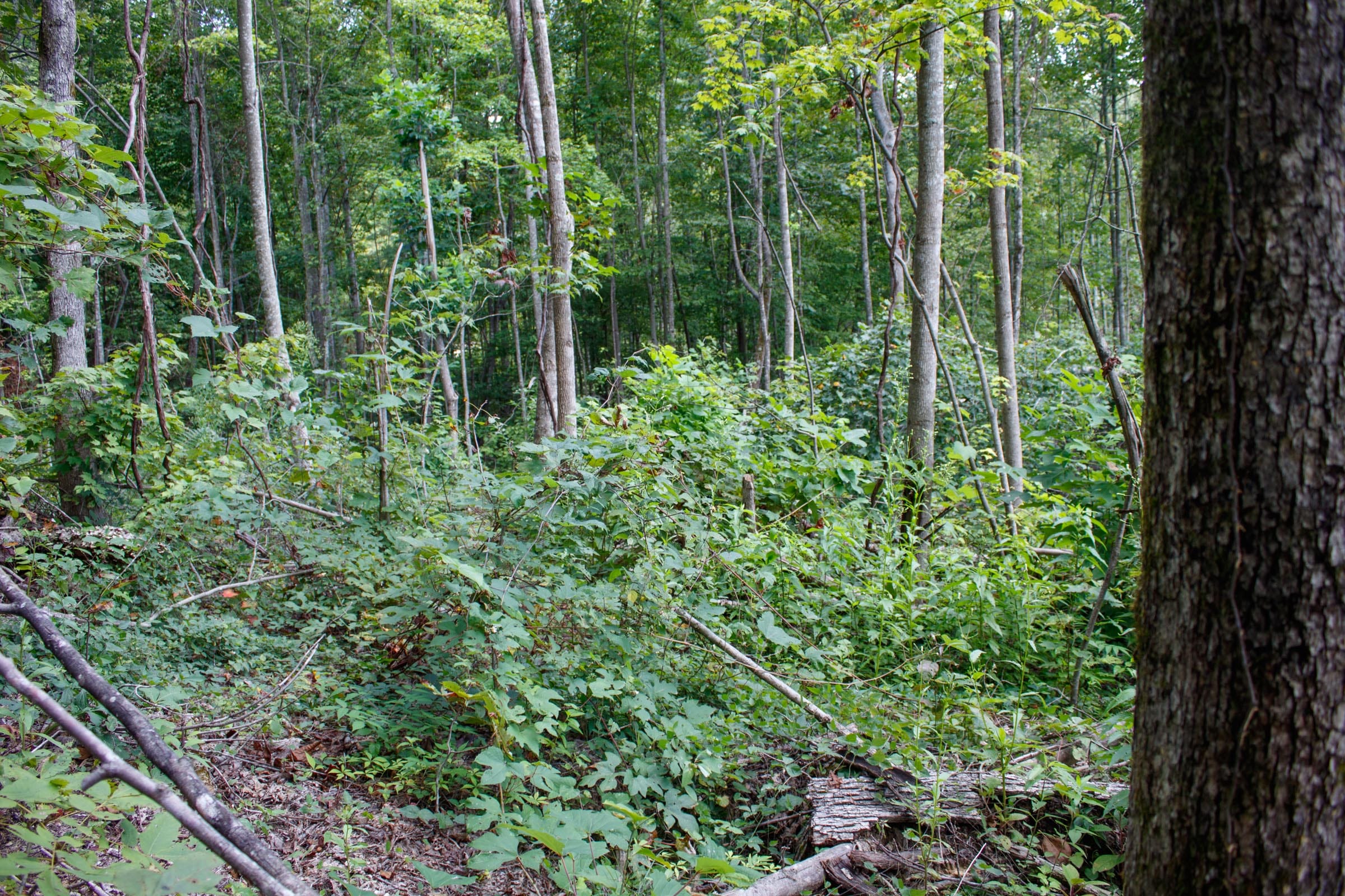 Wounded Oak Tract 16 photo 8