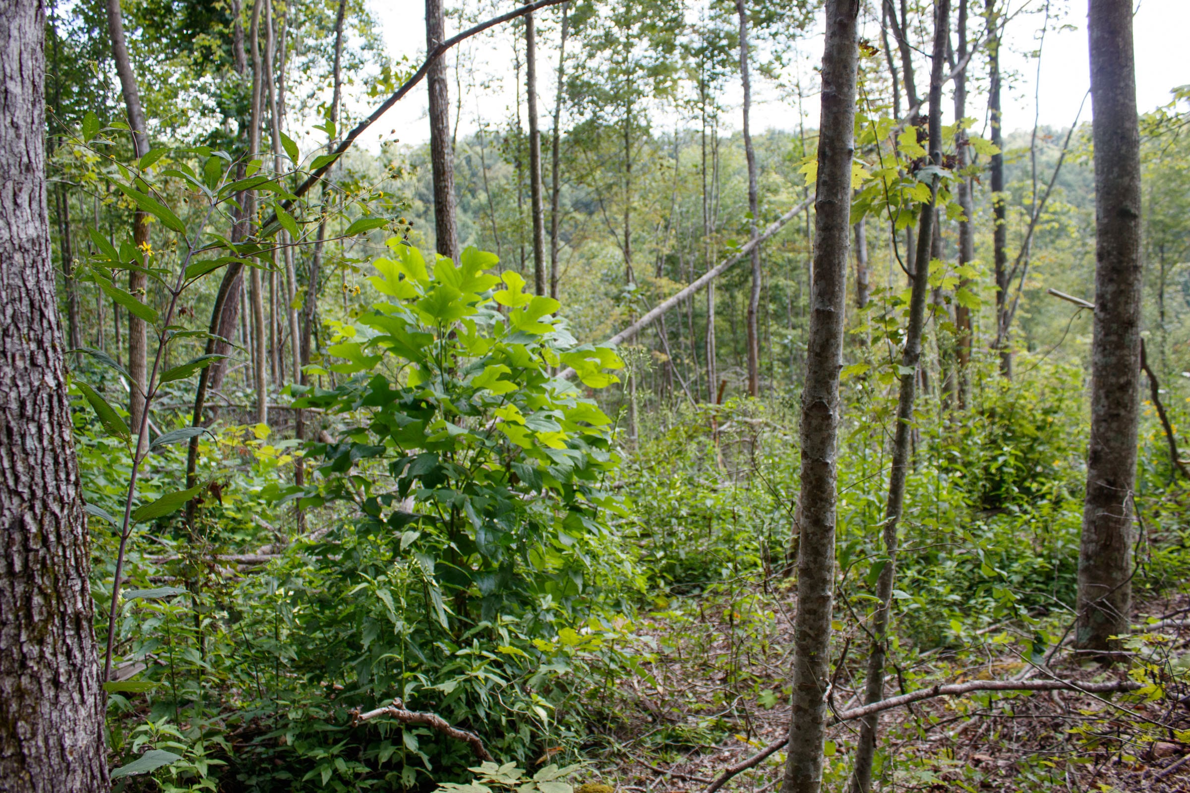 Wounded Oak Tract 16 photo 9