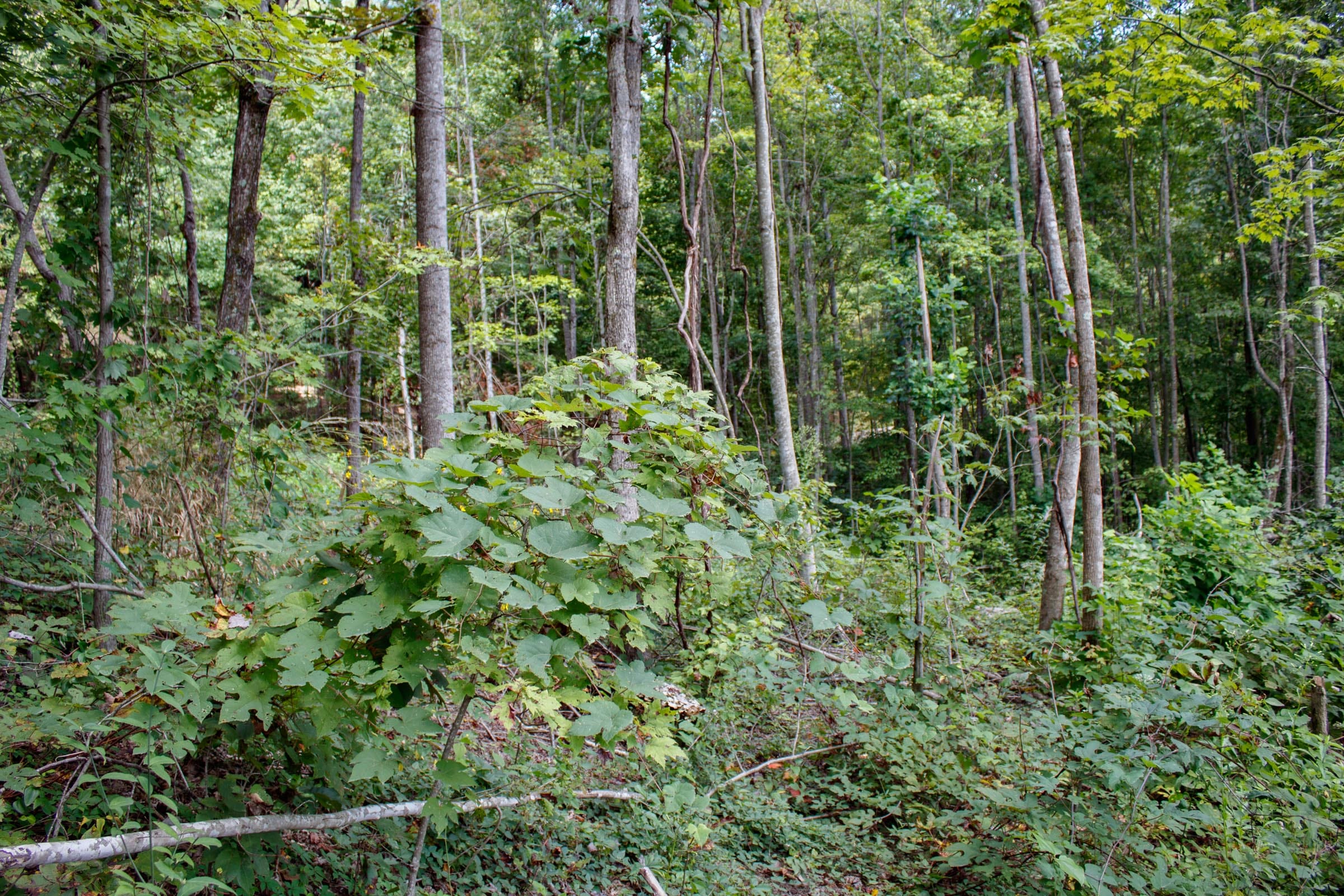 Wounded Oak Tract 16 photo 10