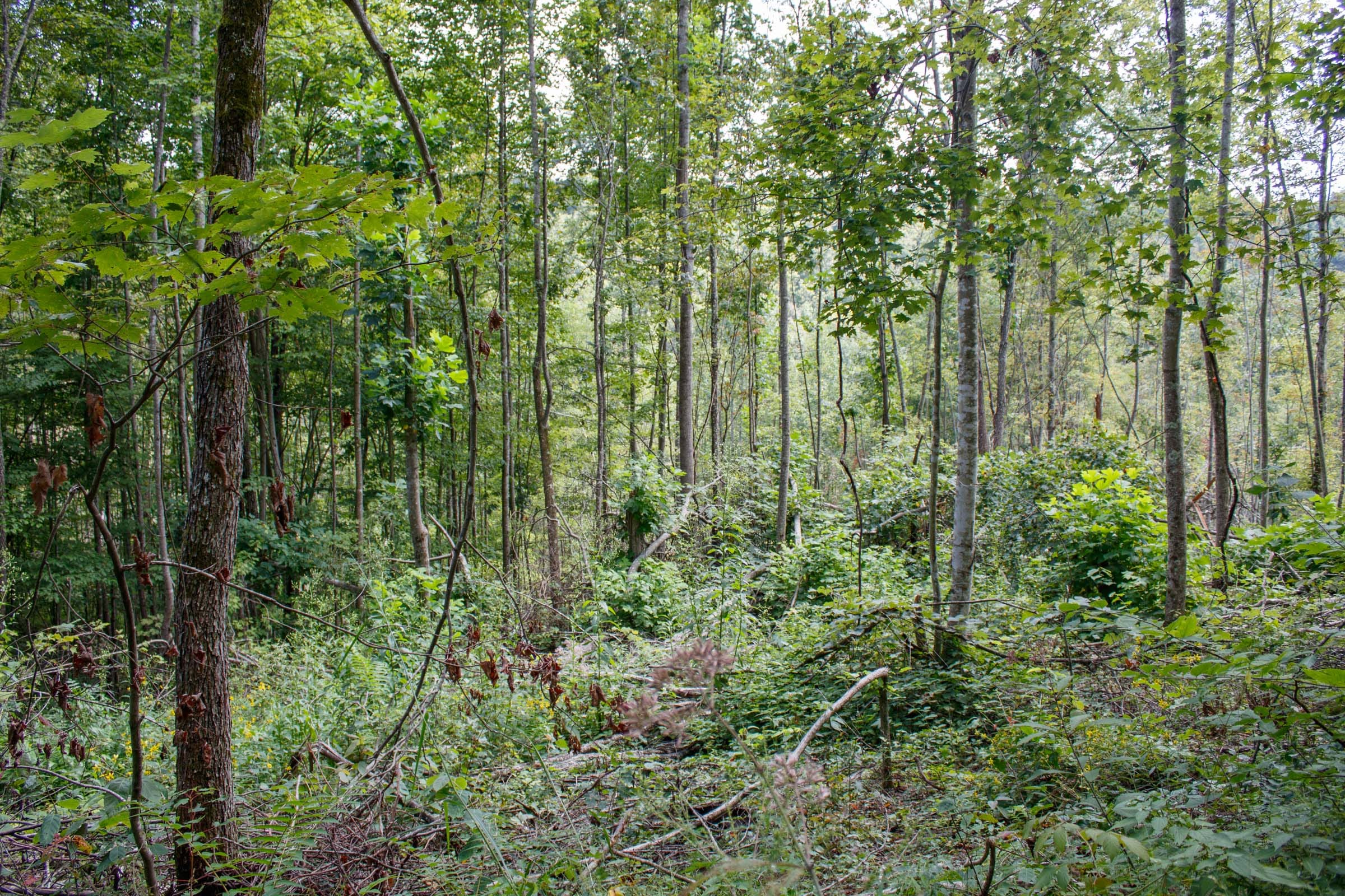 Wounded Oak Tract 16 photo 11