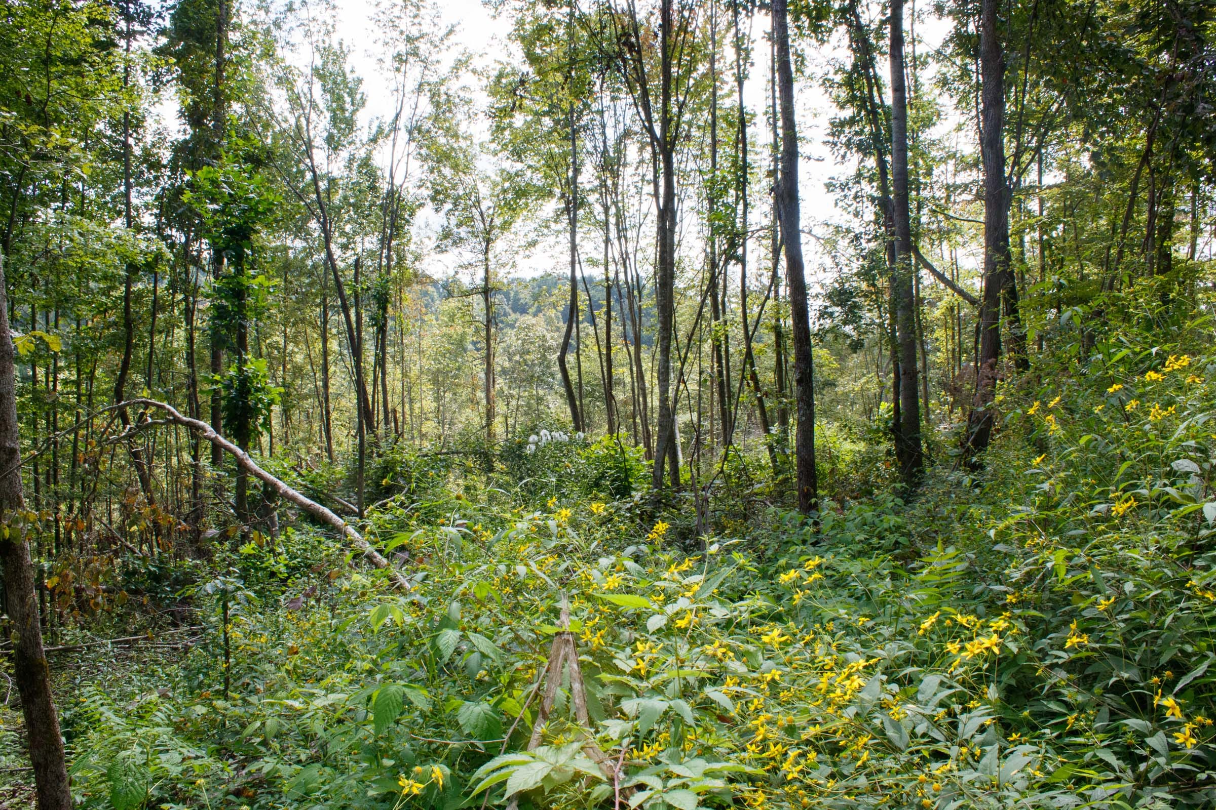 Wounded Oak Tract 16 photo 12
