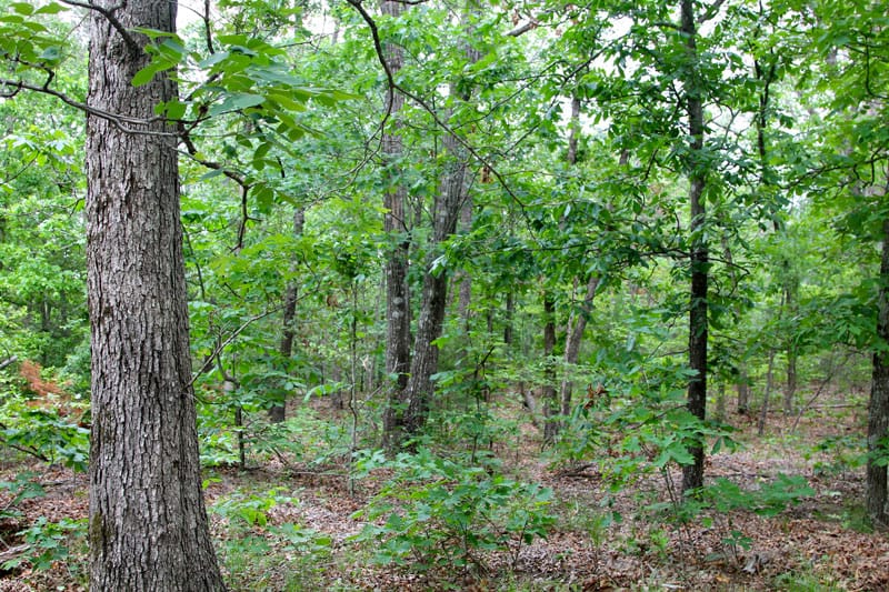 Trophy Ridge Phase II Tract 61 photo 2