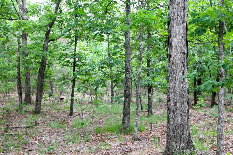Trophy Ridge Phase II Tract 61 photo 3
