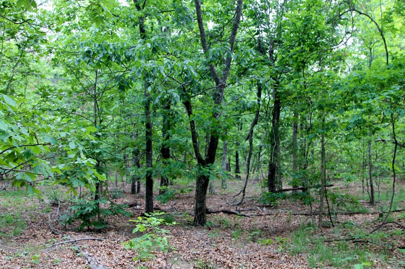 Trophy Ridge Phase II Tract 61 photo 4