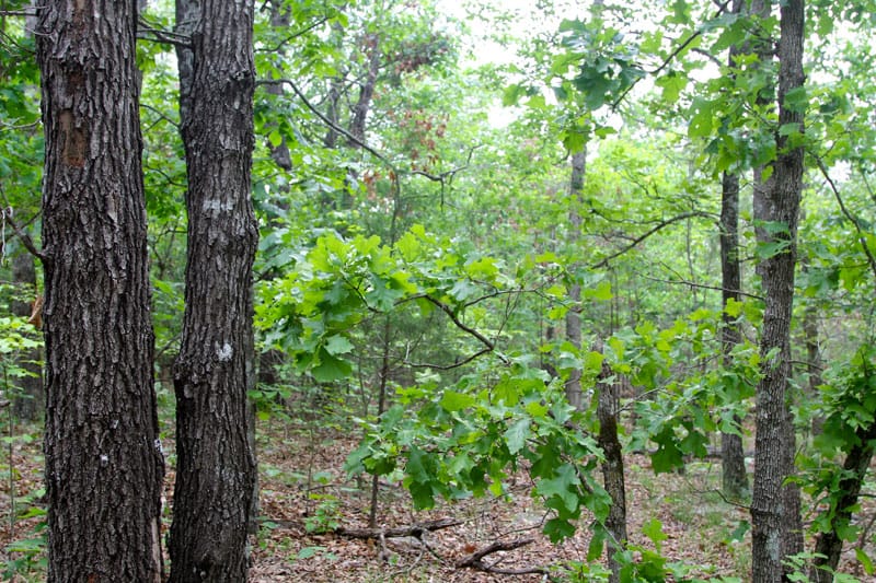 Trophy Ridge Phase II Tract 61 photo 5