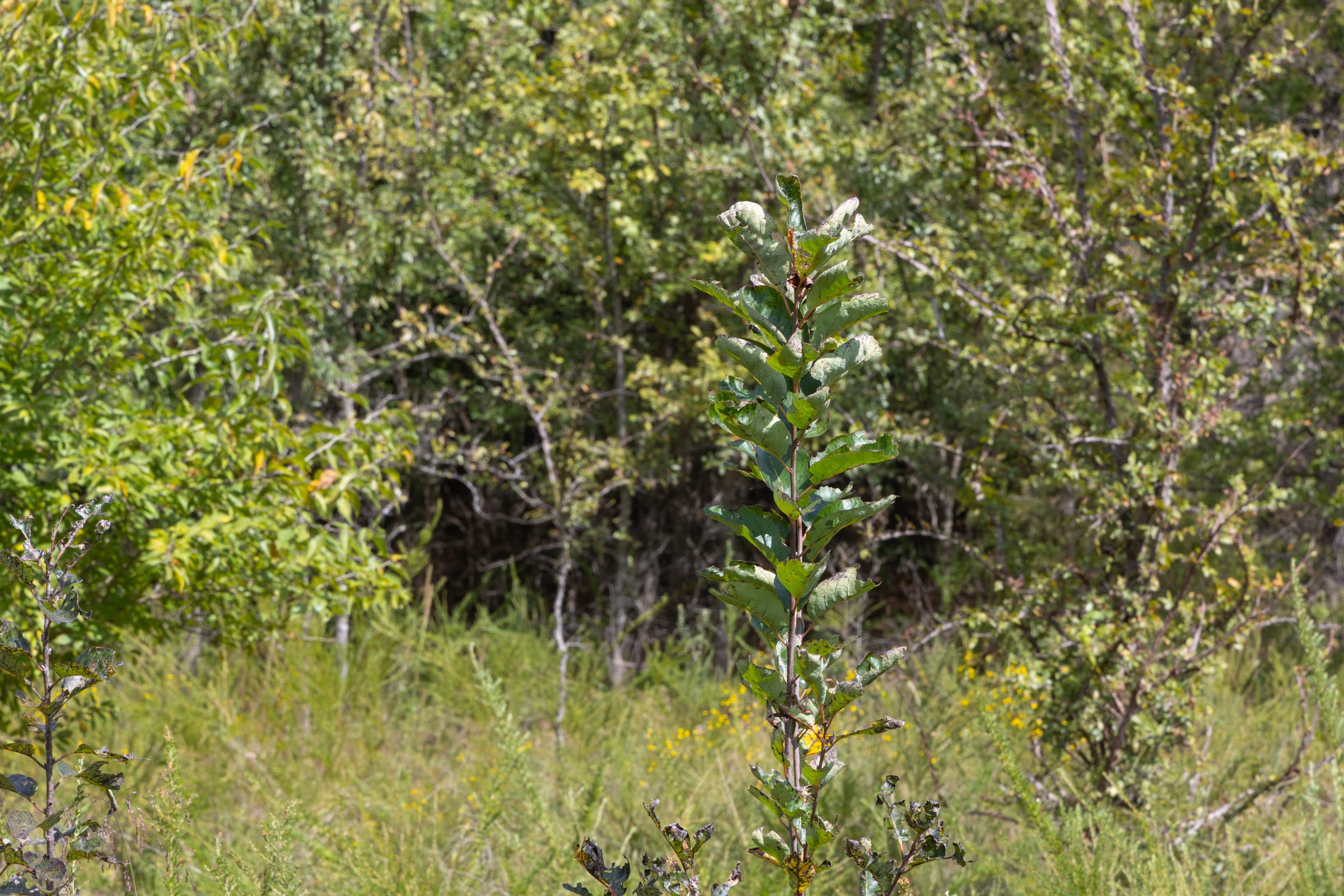 Reserves At Cattail Cove Phase II Tract 51 photo 7
