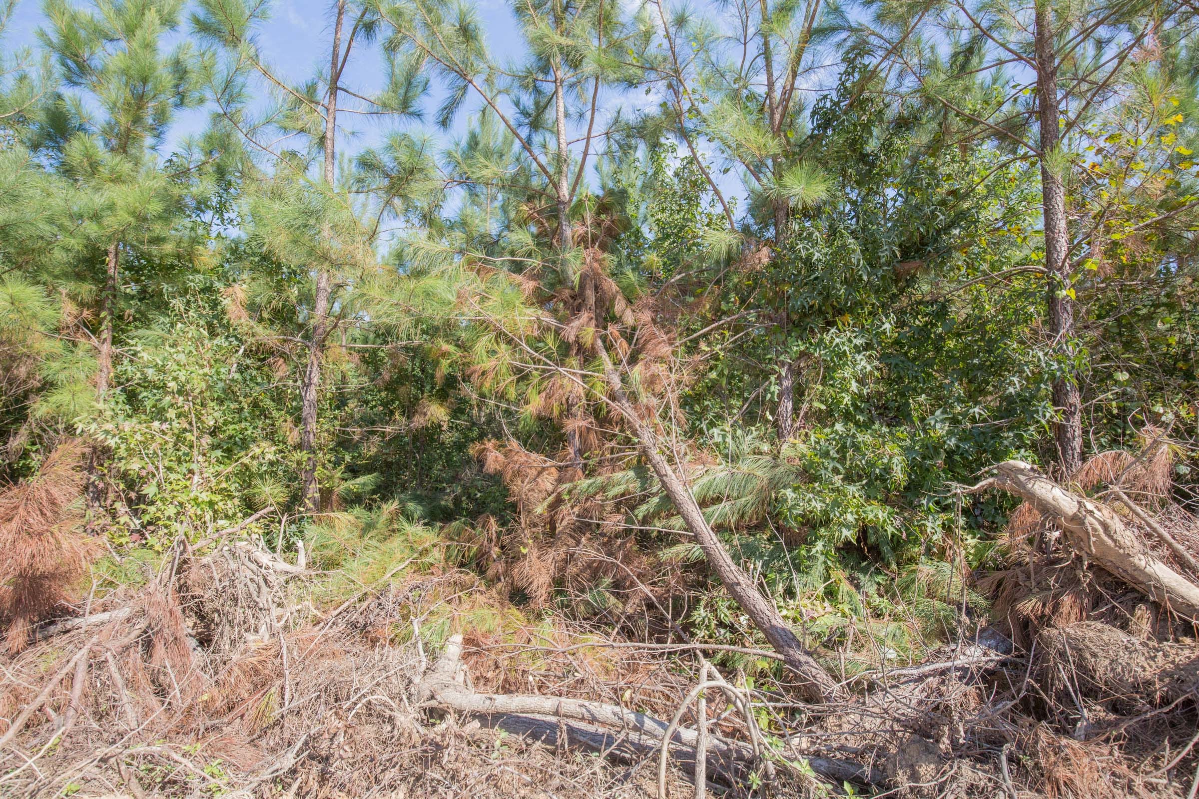 Brentwood Tract 13 photo 2