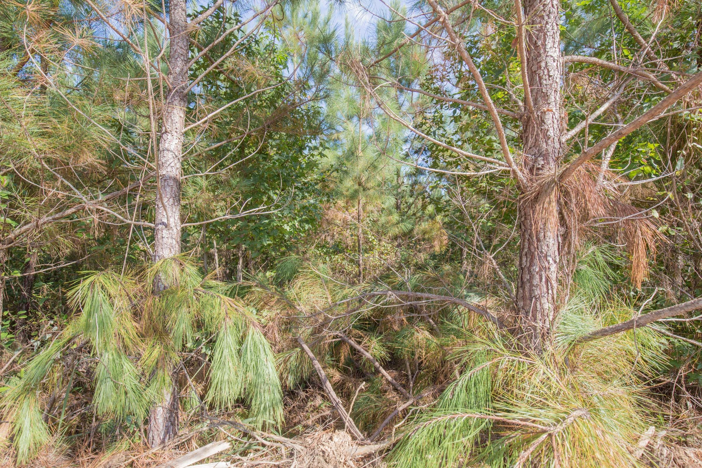 Brentwood Tract 13 photo 3