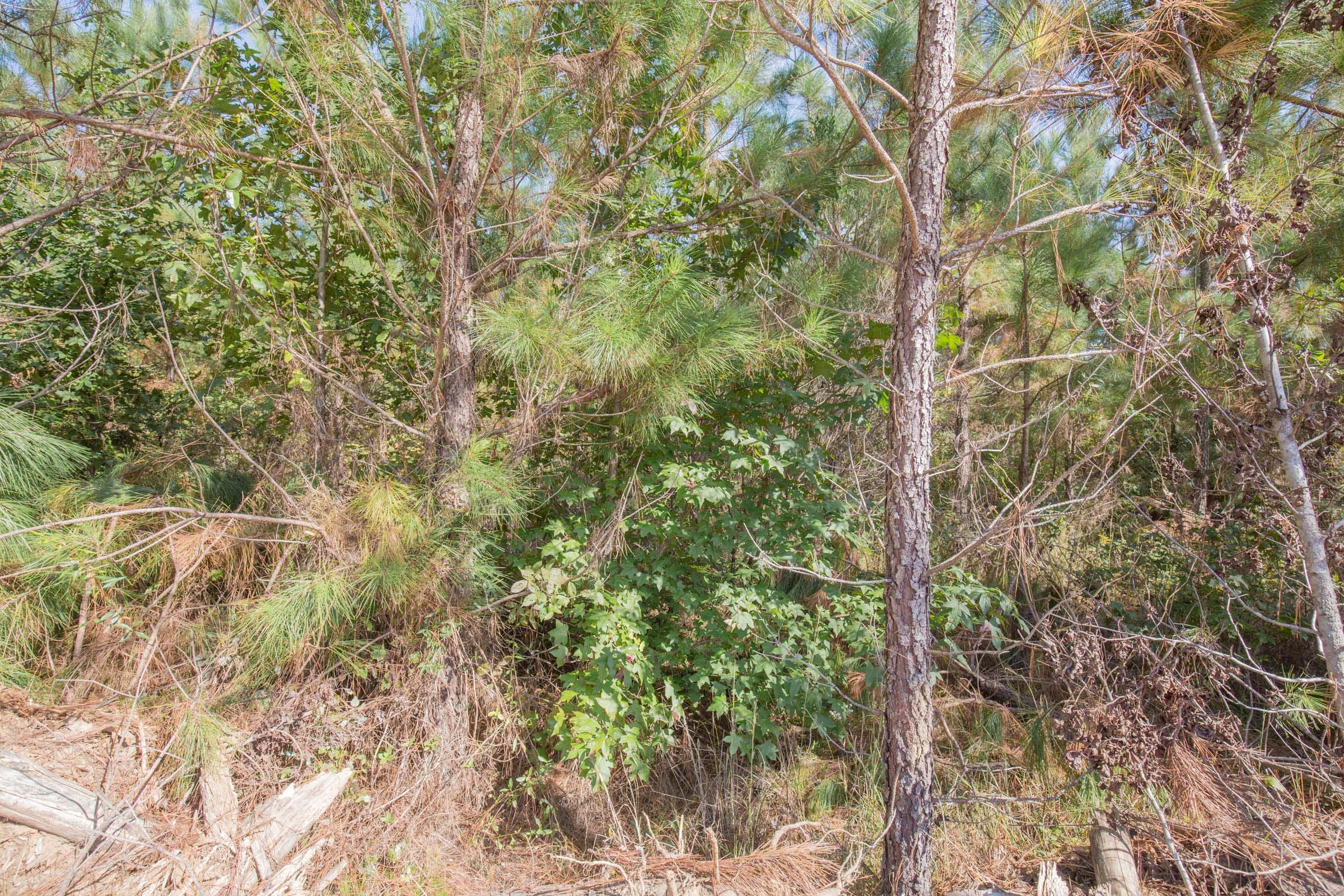 Brentwood Tract 13 photo 4