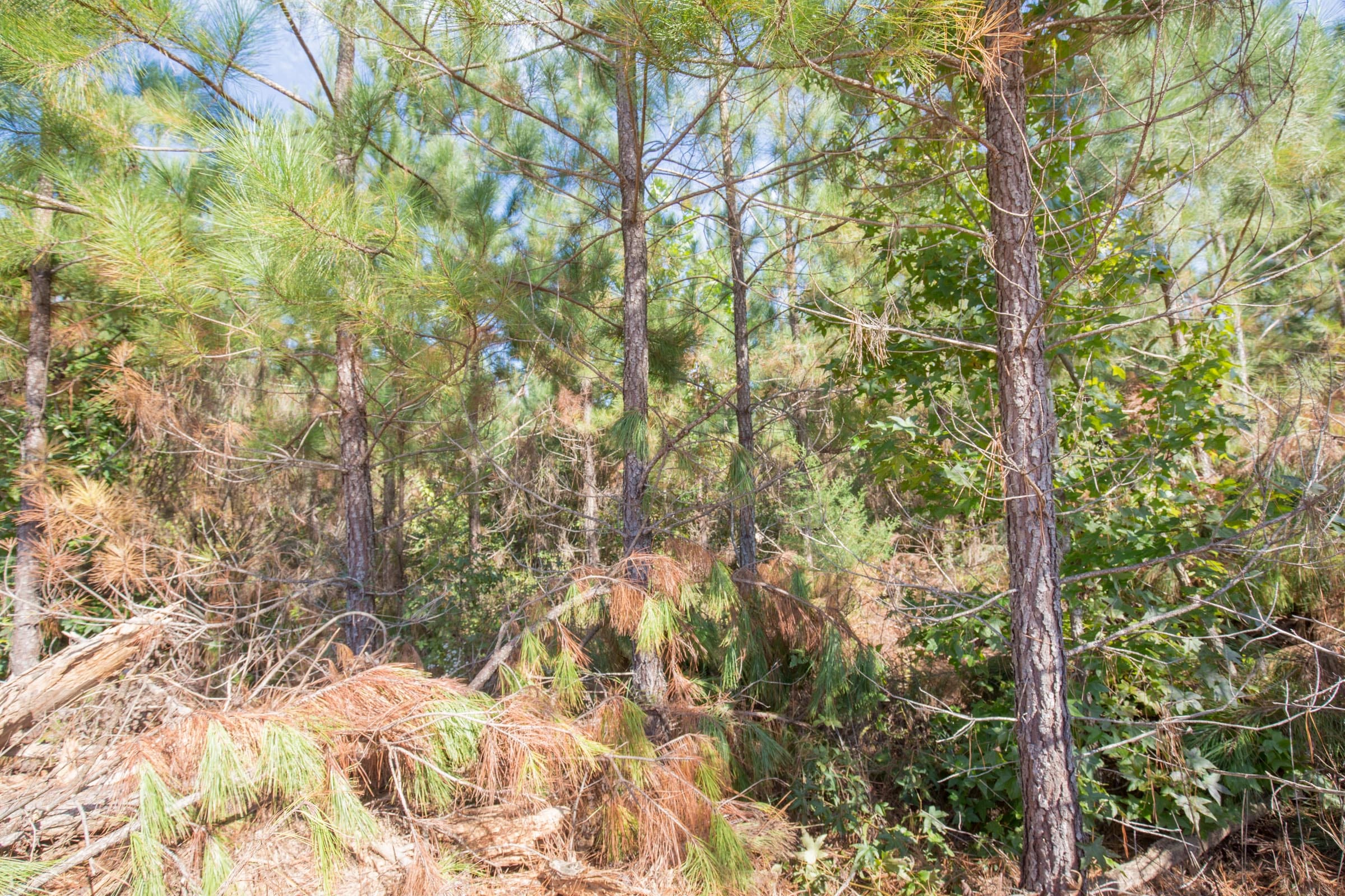 Brentwood Tract 13 photo 6