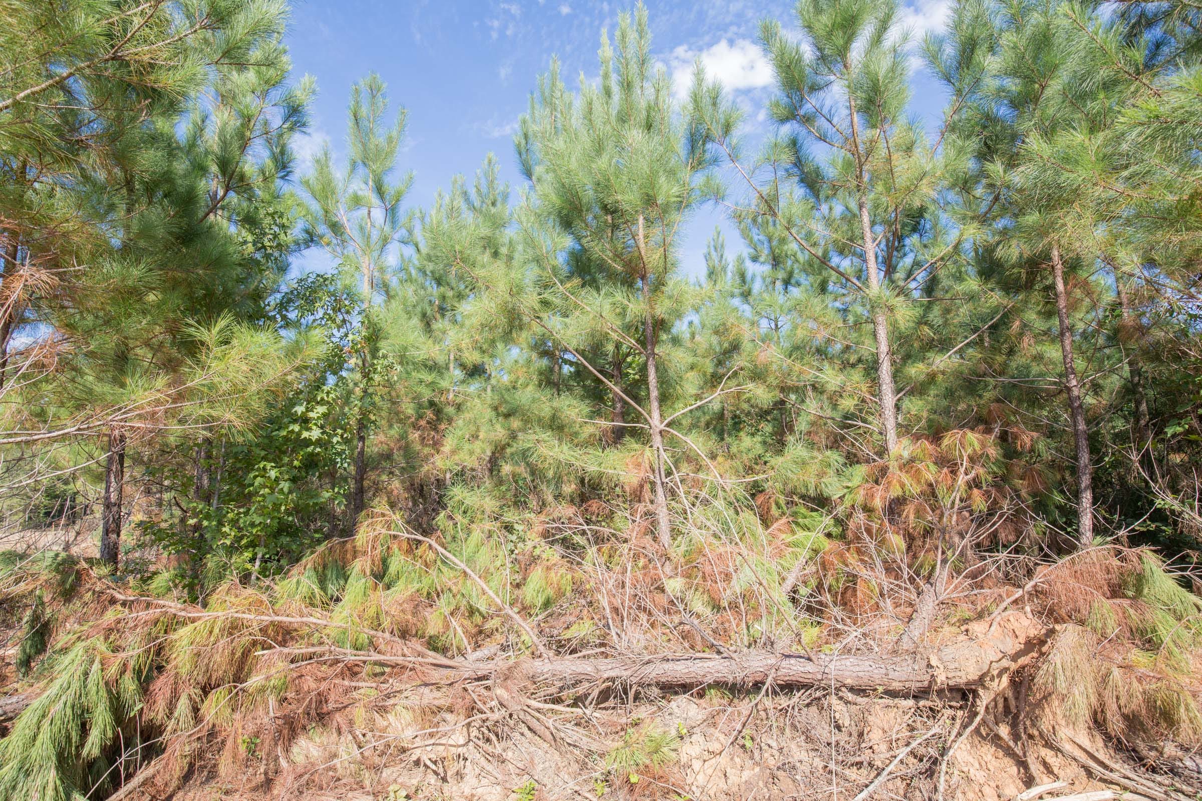 Brentwood Tract 13 photo 8