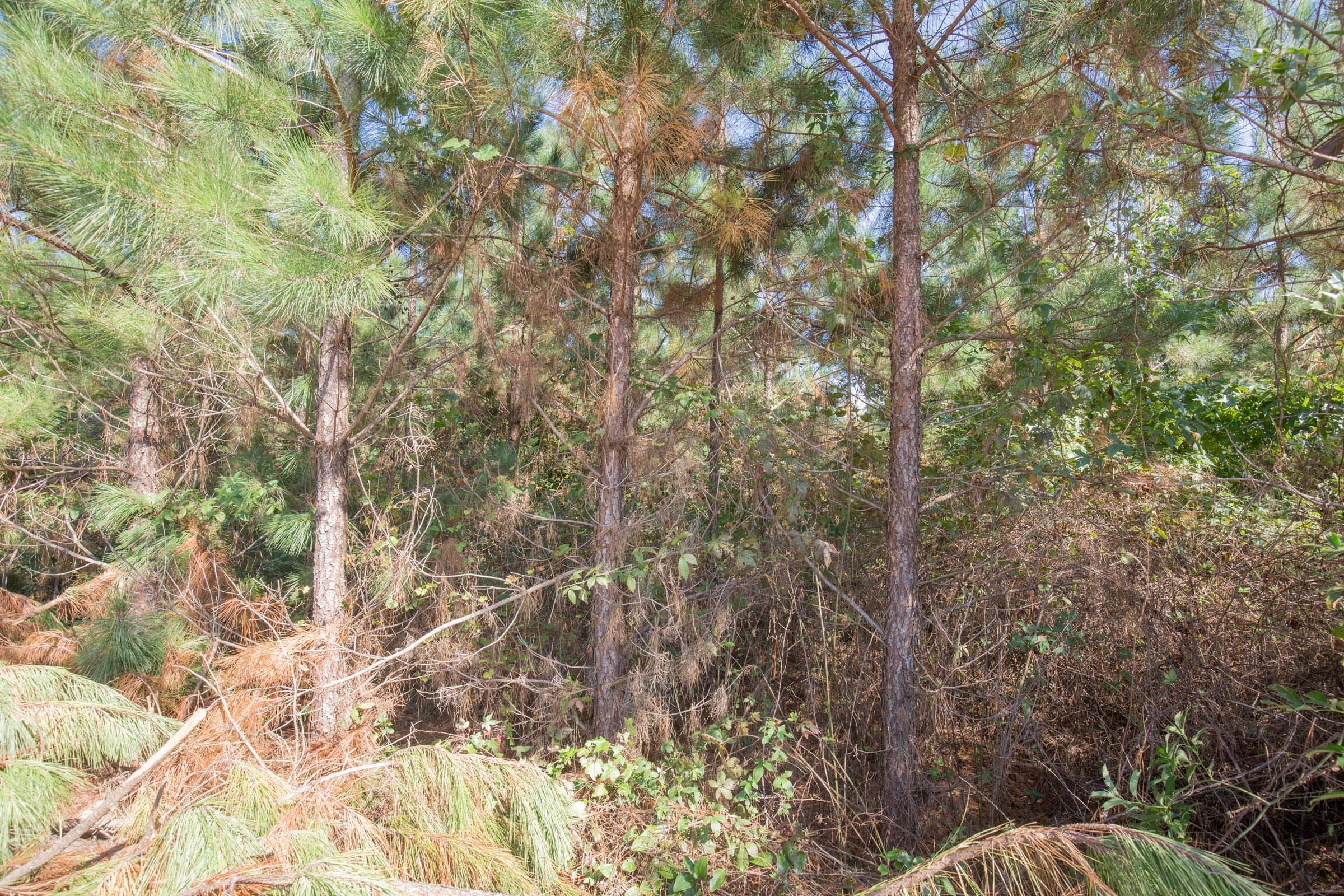 Brentwood Tract 13 photo 7