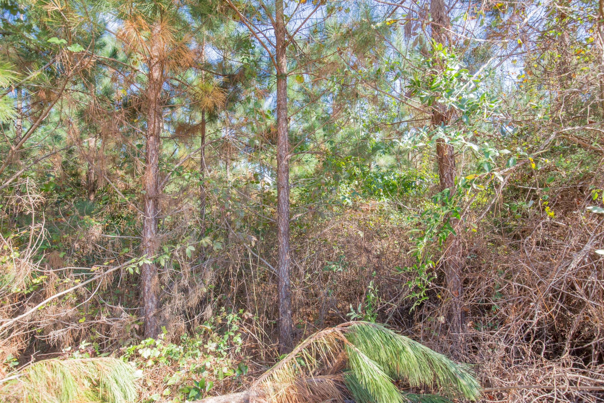 Brentwood Tract 13 photo 9