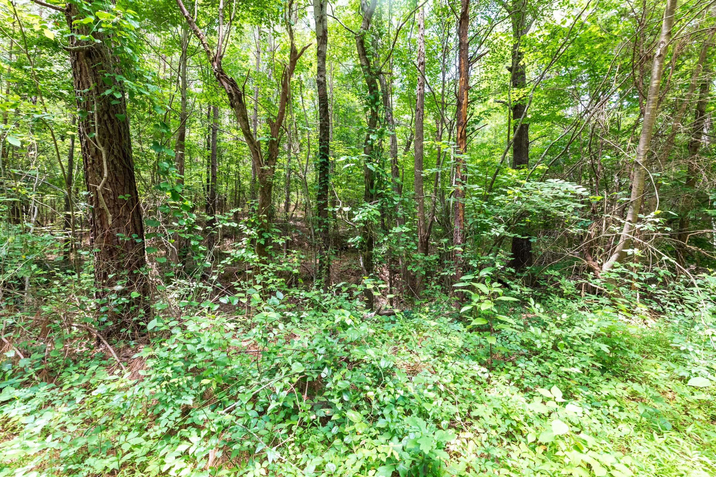 Whiskey Ridge Tract 13 photo 4