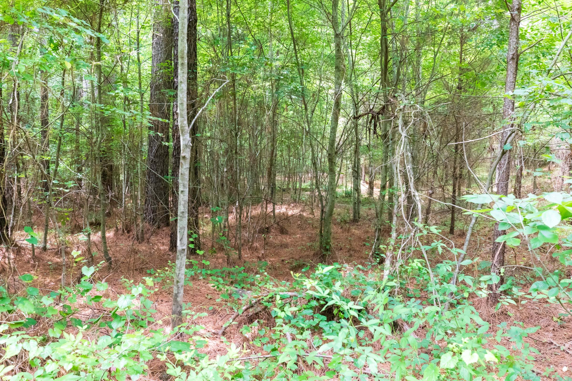 Whiskey Ridge Tract 13 photo 8