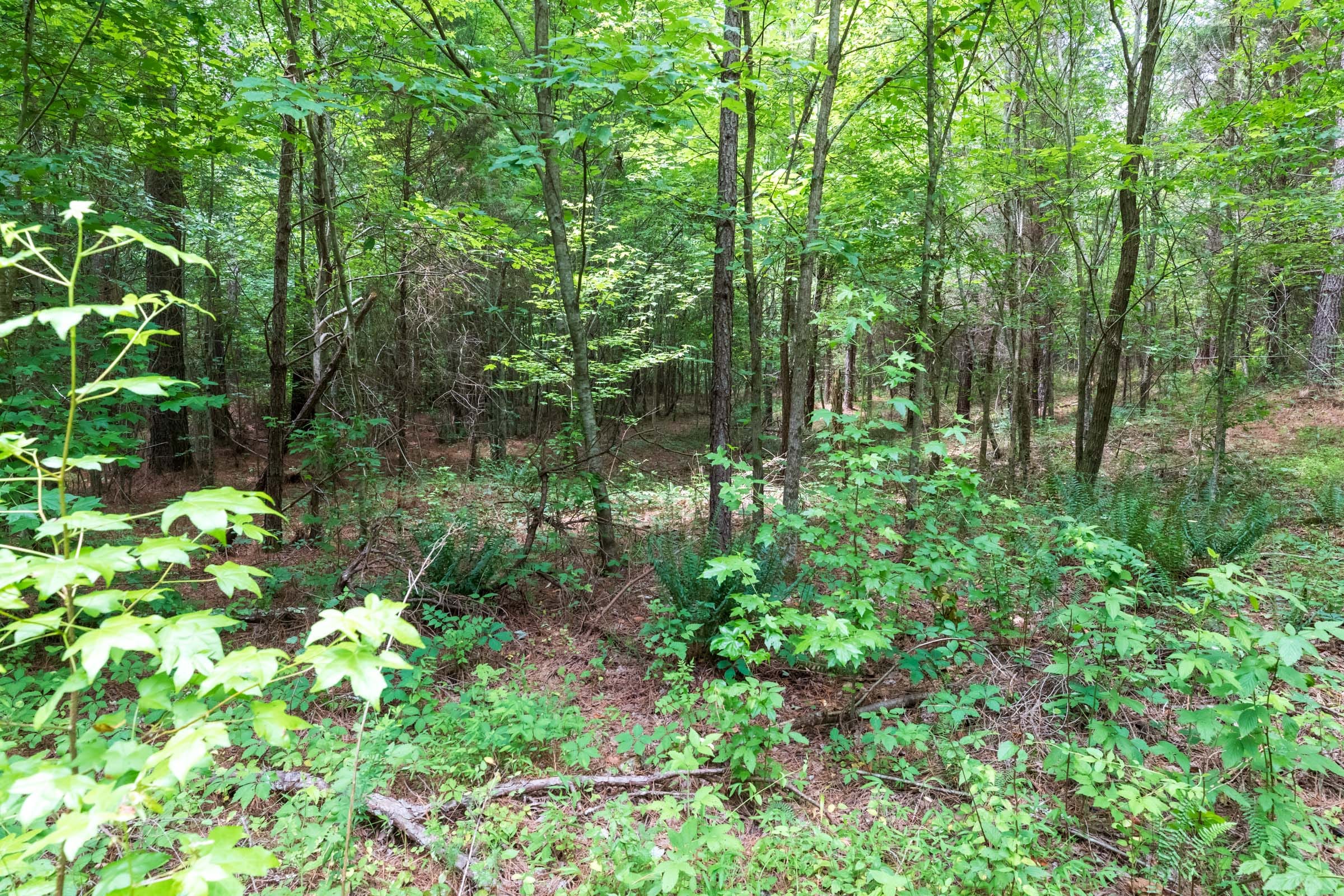 Whiskey Ridge Tract 13 photo 9