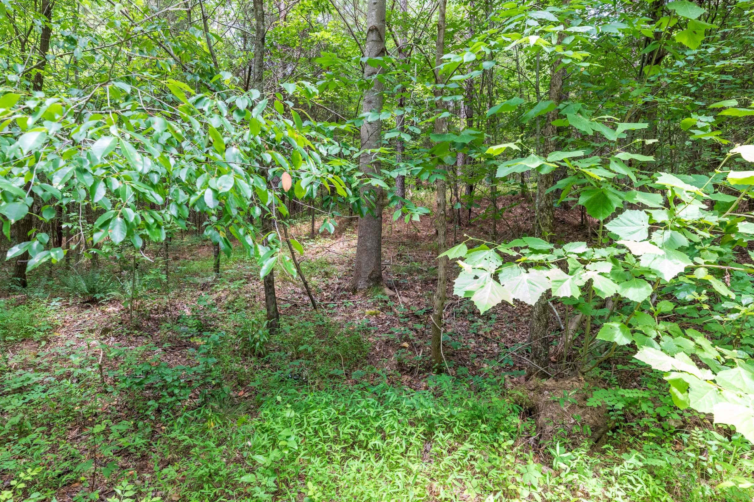 Whiskey Ridge Tract 13 photo 10