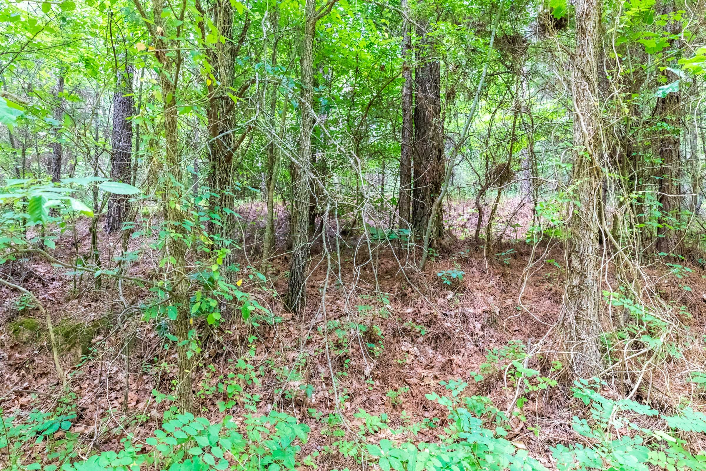 Whiskey Ridge Tract 13 photo 11