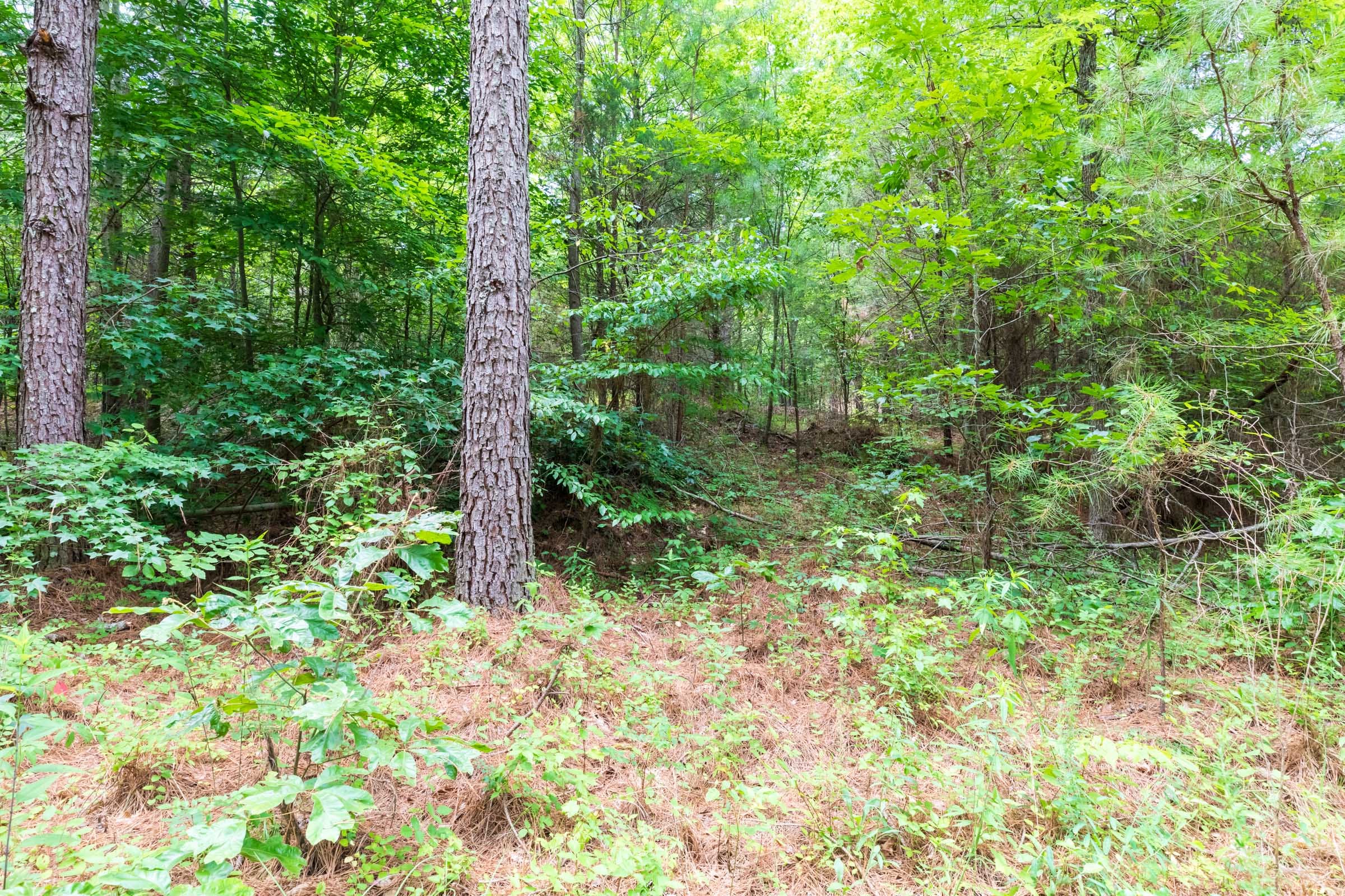Whiskey Ridge Tract 13 photo 6