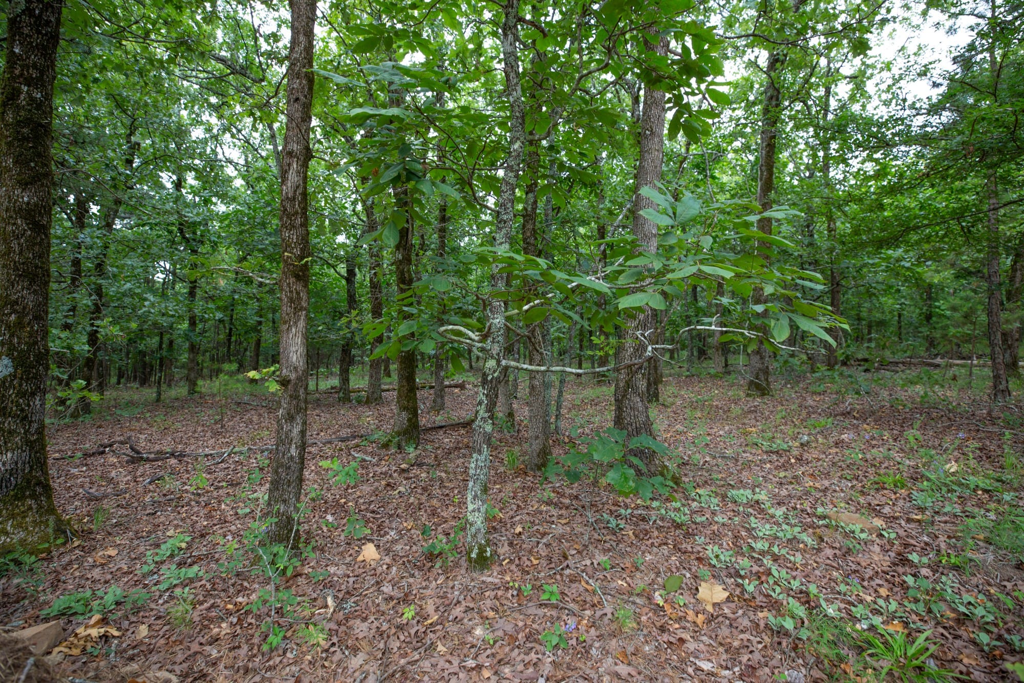 Eagle’s Nest Tract 62 photo 2