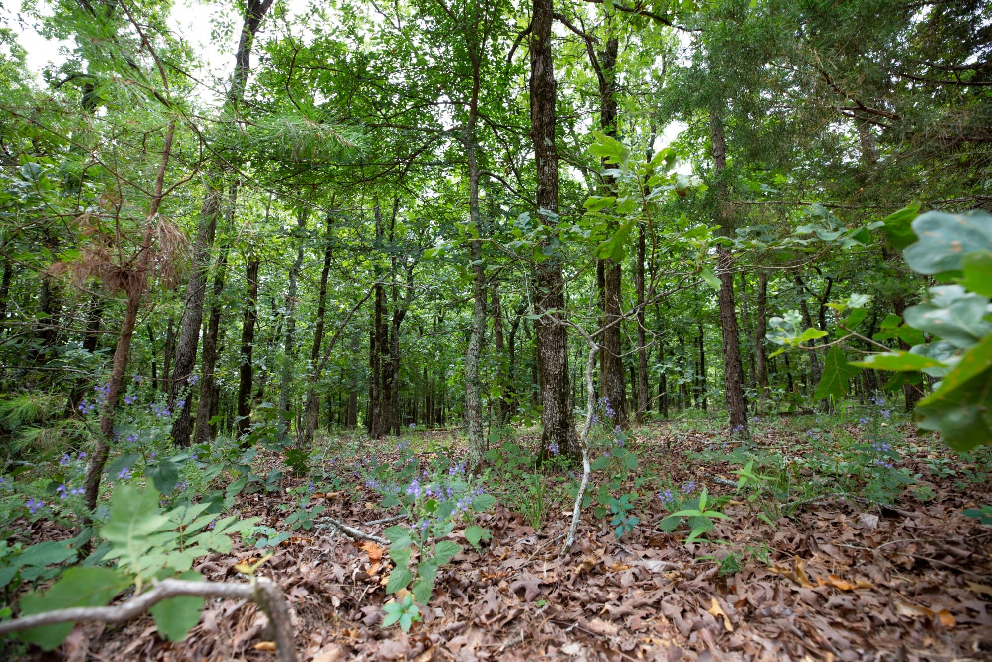 Eagle’s Nest Tract 62 photo 3